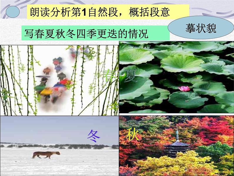 部编版八年级语文下册--5.大自然的语言（课件4）06