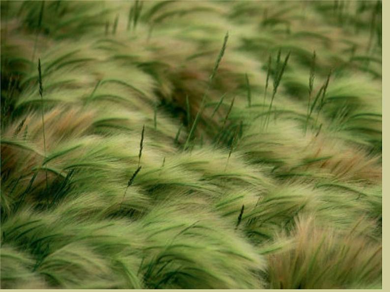 部编版八年级语文下册--12.《诗经》二首-蒹葭（课件3）03