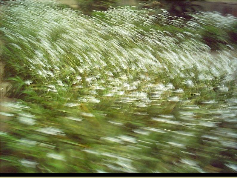 部编版八年级语文下册--12.《诗经》二首-蒹葭（课件3）04