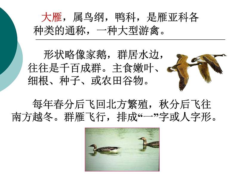 部编版八年级语文下册--7.大雁归来（课件1）第2页