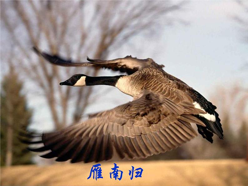 部编版八年级语文下册--7.大雁归来（课件1）第3页