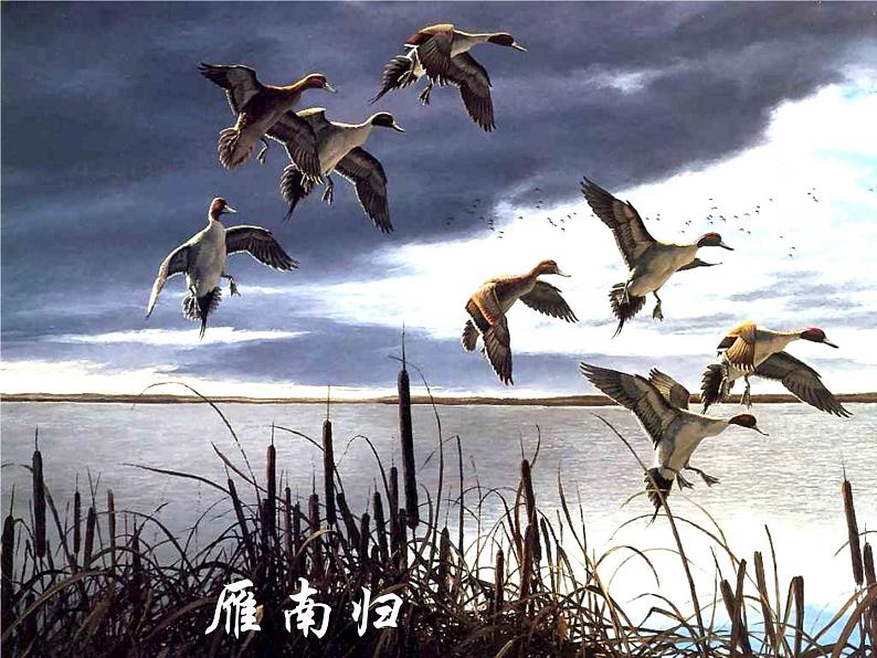 部编版八年级语文下册--7.大雁归来（课件1）第4页