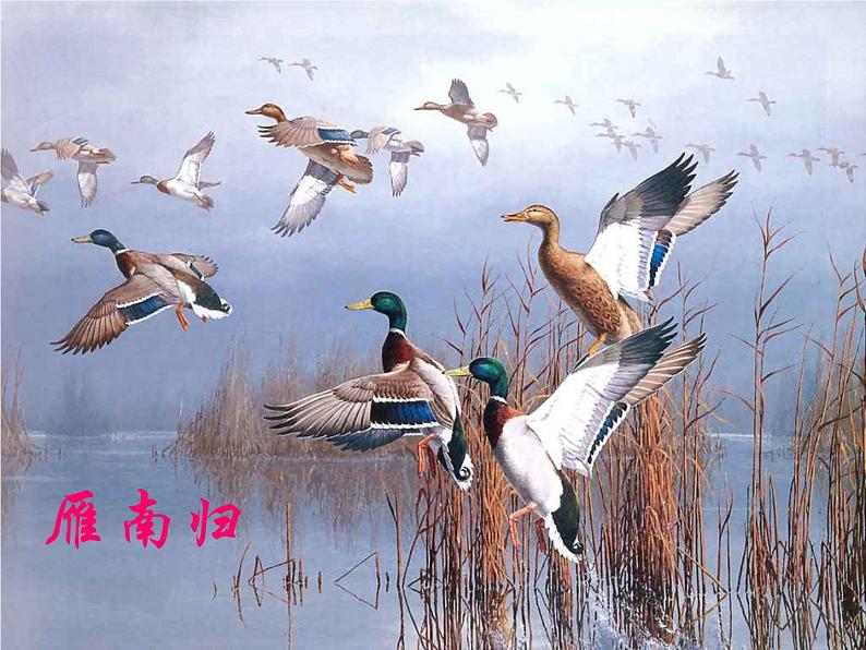 部编版八年级语文下册--7.大雁归来（课件1）第5页
