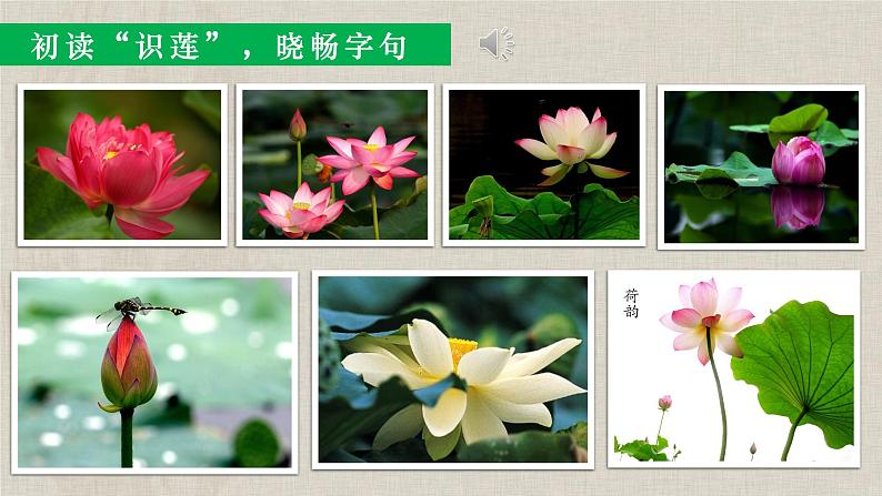 第17课《爱莲说》课件06