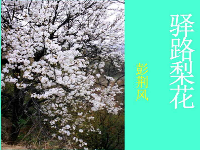 部编版七年级语文下册--名著导读《骆驼祥子》：圈点与批注（课件1）第1页