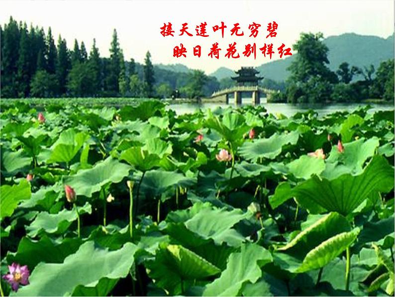 第5课《大自然的语言》课件第2页