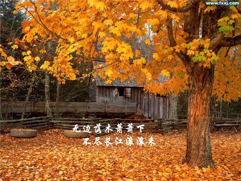 第5课《大自然的语言》课件第3页