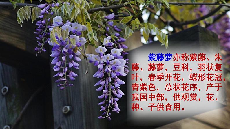 第18课紫藤萝瀑布课件第4页