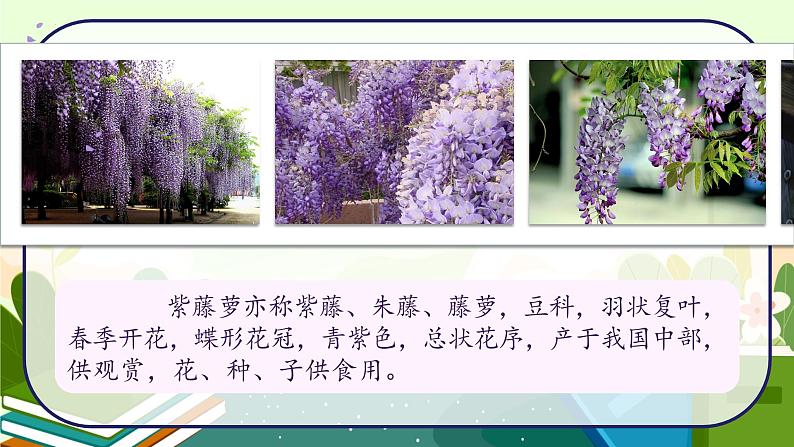 18《紫藤萝瀑布》教学课件第4页