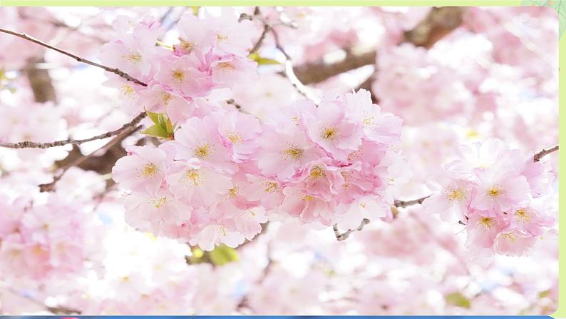 19《一棵小桃树》教学课件第4页