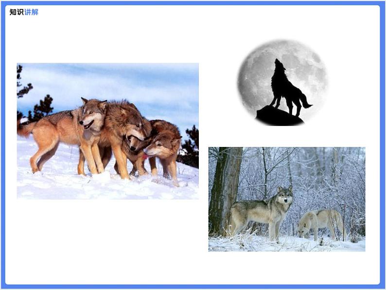 【同步课件】（部编七上）18. 狼07