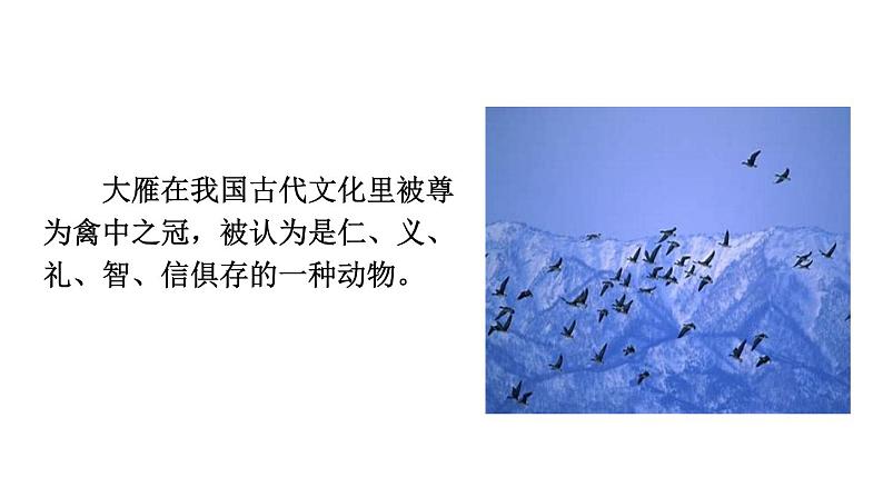 第7课《大雁归来》课件01
