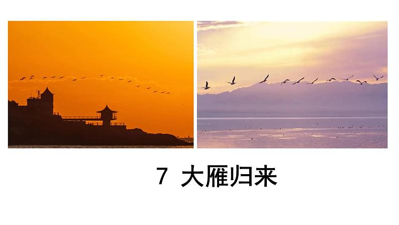 第7课《大雁归来》课件02