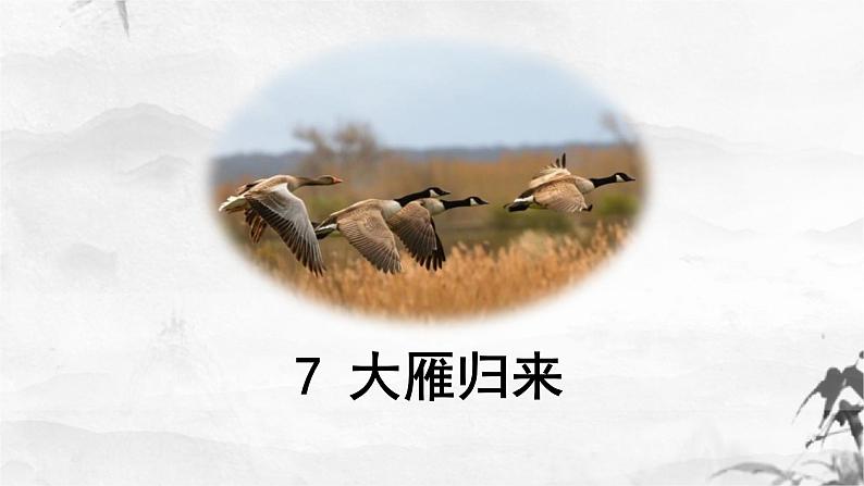 7大雁归来(1)课件PPT第1页