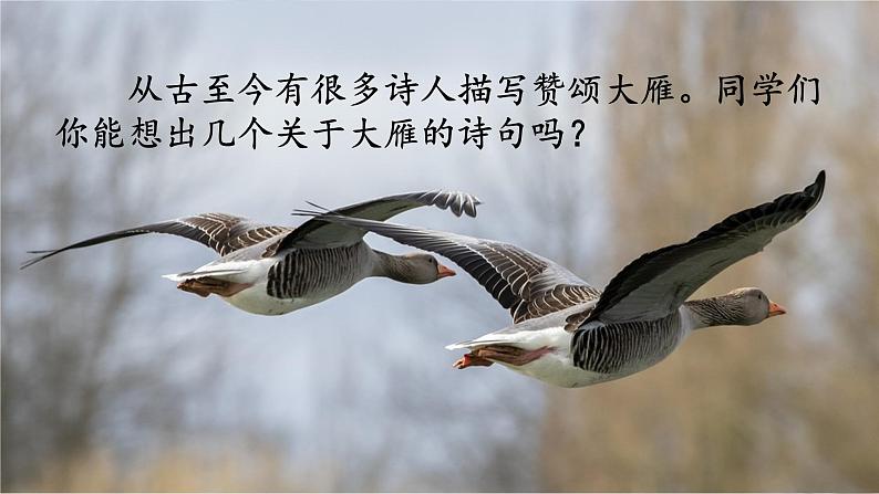 7大雁归来(1)课件PPT第3页