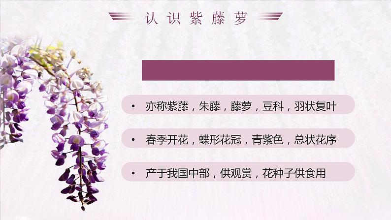 18.紫藤萝瀑布-课件第6页