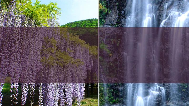 18.紫藤萝瀑布-课件第7页