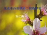 2023年中考语文二轮复习《标点符号》课件