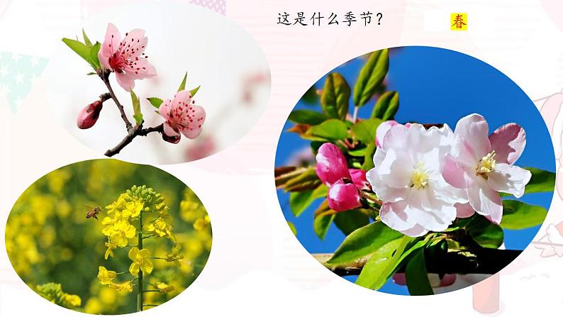 部编版八年级语文下册精品课件  大自然的语言第1页