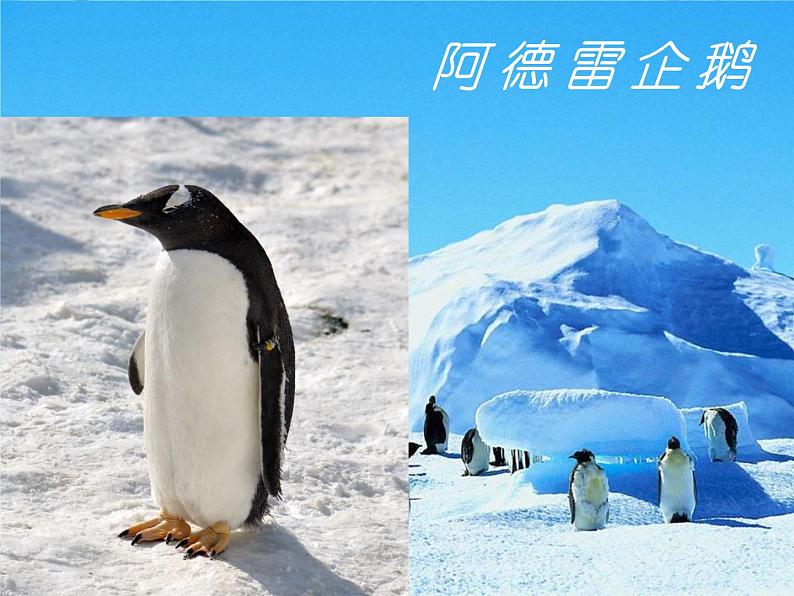 部编版七年级语文--第22课 伟大的悲剧（精品课件）第6页