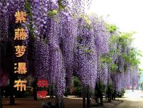 人教部编版七年级下册紫藤萝瀑布课文配套ppt课件