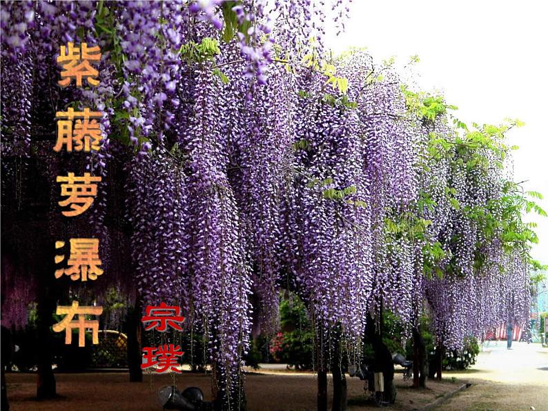 部编版七年级语文下册--18.紫藤萝瀑布（课件2）第1页