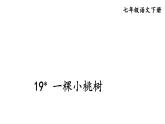 部编版七年级语文下册--19 一棵小桃树（优质课件1）