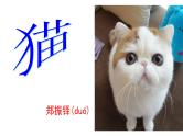 第16课  猫课件PPT
