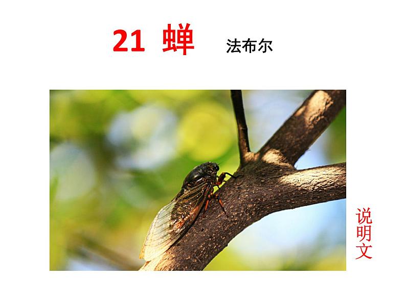 第21课  《蝉》课件PPT01