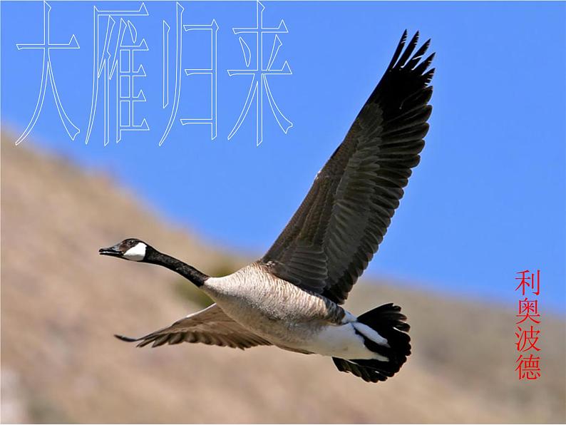 7、大雁归来课件PPT第1页