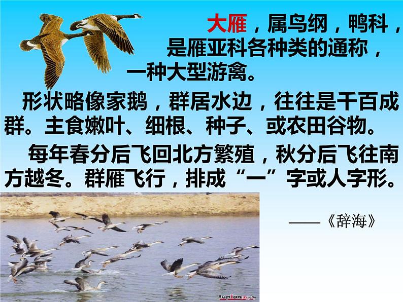 7、大雁归来课件PPT第2页
