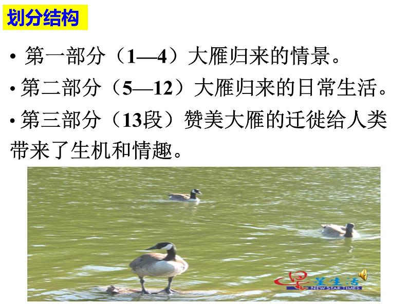 7、大雁归来课件PPT第8页