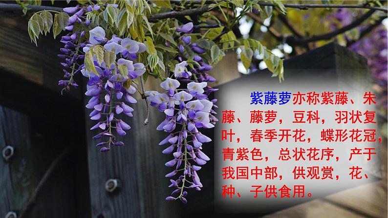 18.紫藤萝瀑布公开课）课件PPT第6页