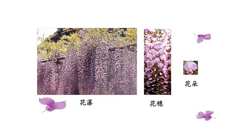 《紫藤萝瀑布》课件07