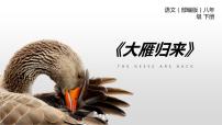 初中语文大雁归来图文ppt课件