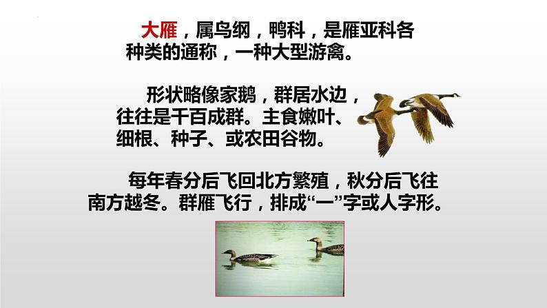 第7课《大雁归来》课件2022-2023学年部编版语文八年级下册第2页