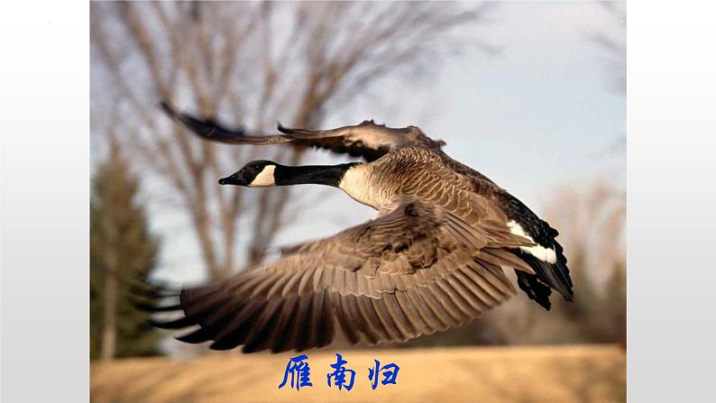 第7课《大雁归来》课件2022-2023学年部编版语文八年级下册第3页