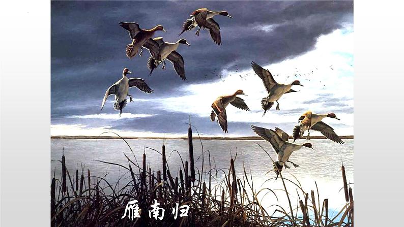 第7课《大雁归来》课件2022-2023学年部编版语文八年级下册第4页