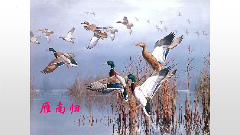 第7课《大雁归来》课件2022-2023学年部编版语文八年级下册第5页