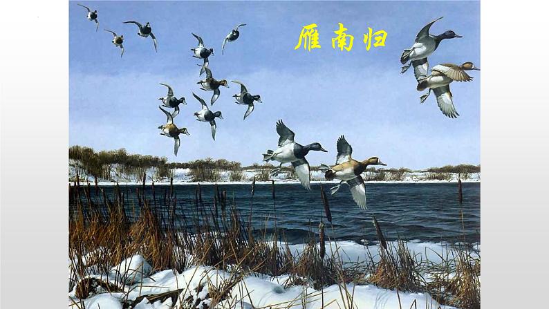 第7课《大雁归来》课件2022-2023学年部编版语文八年级下册第6页