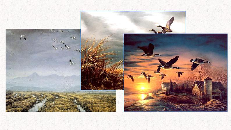 第7课《大雁归来》课件2022-2023学年部编版语文八年级下册02