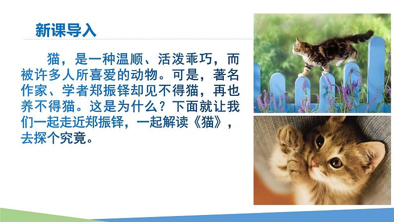 第16课《猫》课件2021—2022学年部编版语文七年级上册第1页