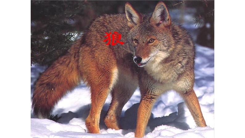 第18课《狼》课件  2021-2022学年部编版语文七年级上册01