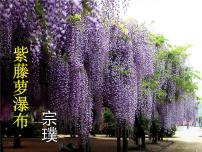 初中语文人教部编版七年级下册紫藤萝瀑布教学演示ppt课件