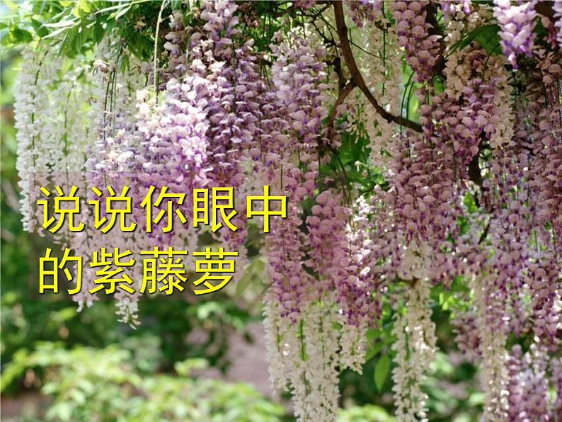 第18课《紫藤萝瀑布》课件2022-2023学年部编版语文七年级下册第4页