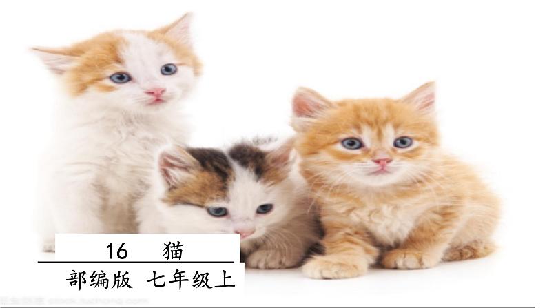 16 猫第1页