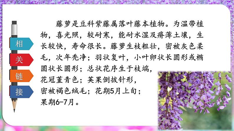 第18课《紫藤萝瀑布》课件第6页
