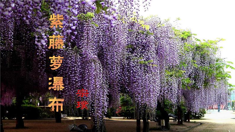 七年级下册《紫藤萝瀑布》课件第1页