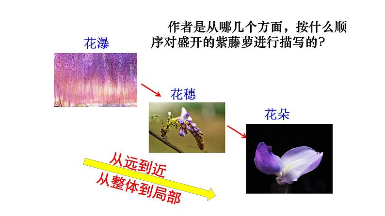 七年级下册《紫藤萝瀑布》课件第6页