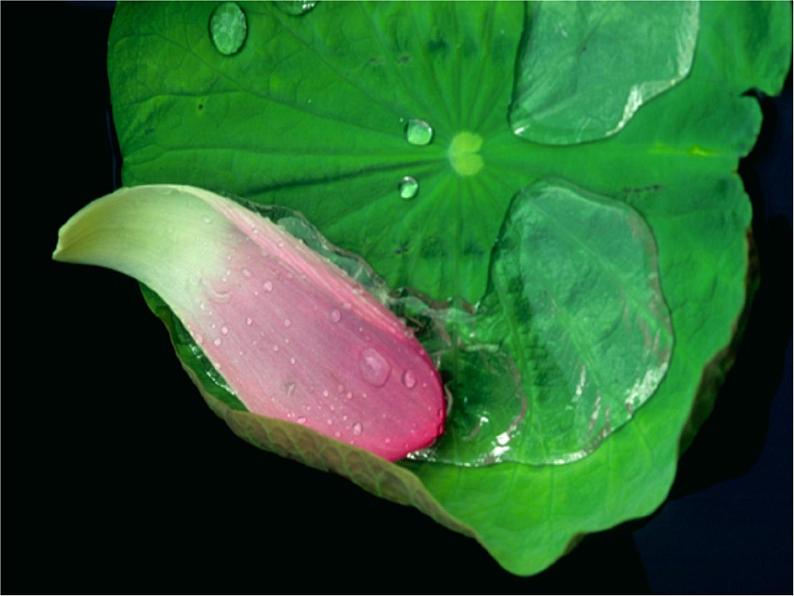 七年级下册《爱莲说》课件第1页